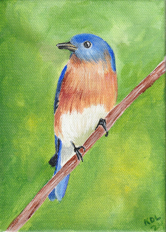 Eastern Bluebird Print