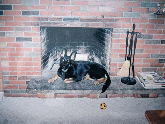 Blurry and grainy photo of a german shepherd dog sitting in front of a fireplace