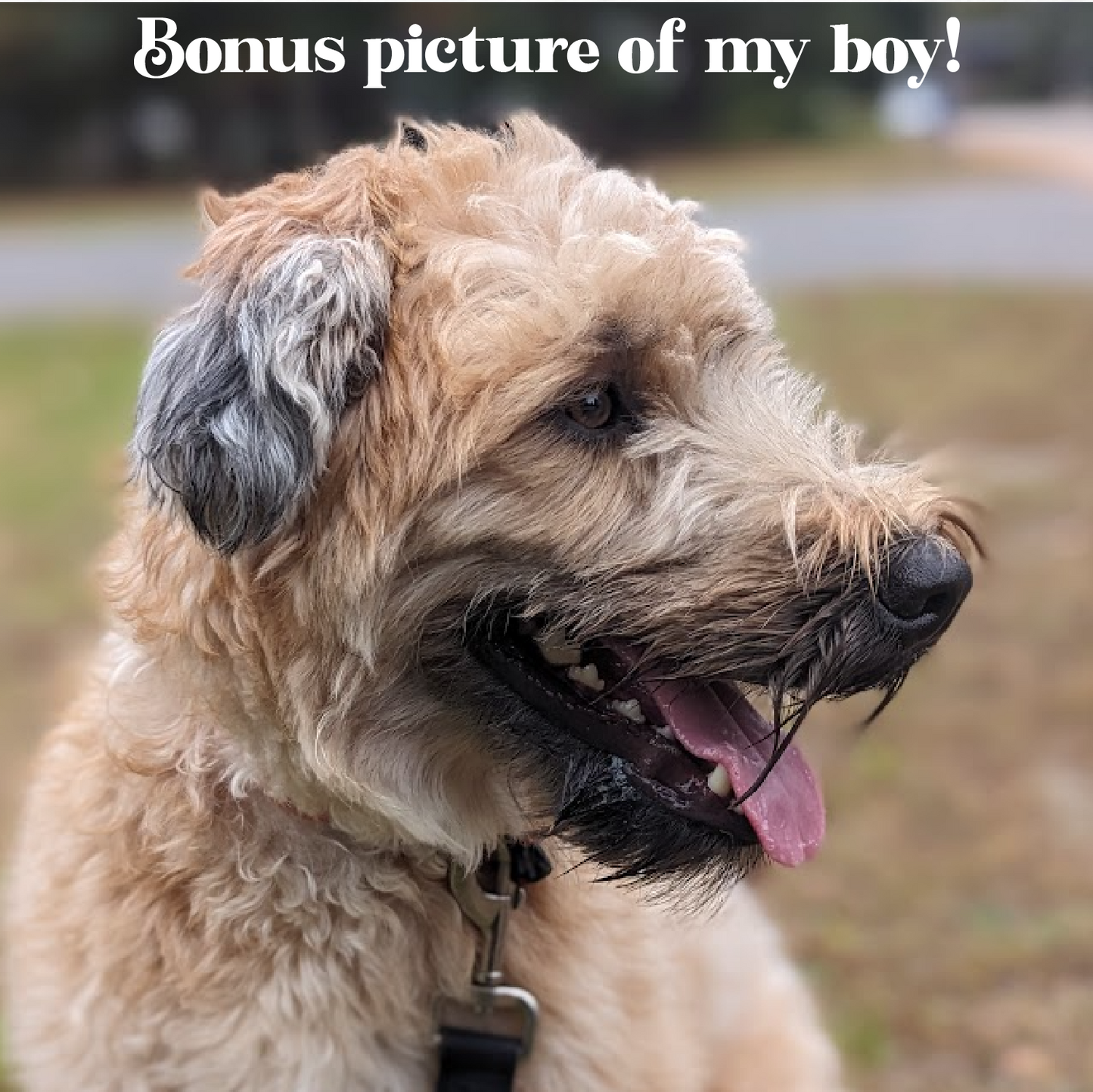 Wheaten Terrier Sticker